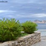 jardines junto al mar, Poygala myrtifolia en flor. jardines junto al mar, Poygala myrtifolia en flor.