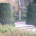 parterre de Lantana camara con Taxus baccata en topiario. parterre de Lantana camara con Taxus baccata en topiario.