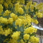 Acacia baileyana. Foto: Wikipedia.