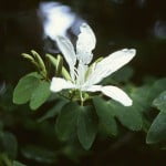 Bauhinia fortificata-candicans. Foto: Wikipedia.