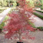 Acer palmatum "Red Pygmy" en otoño.