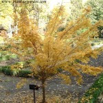 Acer palmatum "Red Wood" en otoño.