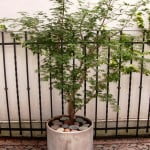Acer palmatum con piedra bola en cilindro de fibrocemento