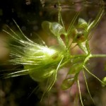 Aldrovanda vesiculosa, planta acuática carnívora. Aldrovanda vesiculosa, planta acuática carnívora. Foto: www.carnivorousplants.org/