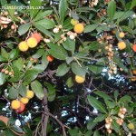 fruto carnoso y jugoso, baya, Madroño.