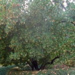 Arbutus unedo-Madrono.