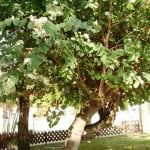 Bahuinia variegata-Pata de vaca