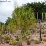 Beaucarnea recurvata como especie destacada.