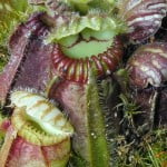 Cephalotus follicularis, nativa de Australia. Cephalotus follicularis, nativa de Australia. Foto: www.carnivorousplants.org