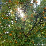 Citrus sinensis-Naranjo.