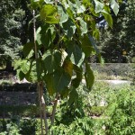 Cyphomandra betacea-Tomate de árbol en el huerto, verano. Cyphomandra betacea-Tomate de árbol en el huerto, verano.
