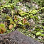 Dionaea muscipula-Atrapamoscas. Dionaea muscipula-Venus atrapamoscas.
