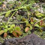 Dionaea muscipula-Venus atrapamoscas. Dionaea muscipula-Venus atrapamoscas.