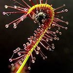 Drosera capensis atrapando un insecto. Foto: Wikipedia. Drosera capensis atrapando un insecto. Foto: Wikipedia.