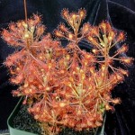 Drosera madigascariensis encontrada en África. Foto: www.carnivorousplants.org Drosera madigascariensis encontrada en África. Foto: www.carnivorousplants.org