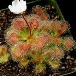 Drosera whittakeri nativa de Australia. Foto Drosera whittakeri nativa de Australia. Foto: www.carnivorousplants.org