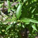 Aloysia citriodora-Hierbaluisa-Verbena olorosa-Cidrón