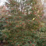Ilex aquifolium-Acebo en invierno, con frutos rojos.