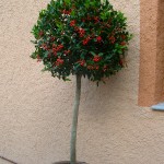 Ilex aquifolium-Muérdago en arbolito topiario