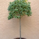 Ilex aquifolium variegado en arbolito topiario