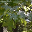 Liquidambar styraciflua-Ocozol-Árbol del ámbar