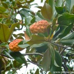 fruto seco dehiscente, folículo, Magnolia grandiflora.