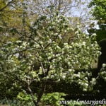 Malus floribunda, florecido a comienzos de la primavera.