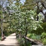 Malus floribunda nativo de Japón.