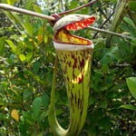 Nepenthes x cincta. Foto: Wikipedia. Nepenthes x cincta. Foto: Wikipedia.