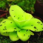 Pinguicula gigantea capturando pequeños insectos. Foto: Wikipedia. Pinguicula gigantea capturando pequeños insectos. Foto: Wikipedia.