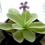 Pinguicula gigantea, nativa de México. Pinguicula gigantea, nativa de México. Foto: www.carnivorousplants.org