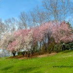 Prunus, en conjunto, de flores blancas y rosadas, florecidos a finales del invierno.