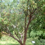 Punica granatum-Granado