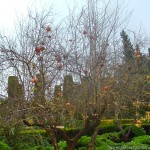 Punica granatum, caduco y con frutos, en otoño.