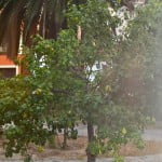 Pyrus communis