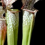 Sarracenia leucophylla. Sarracenia leucophylla. Foto: www.carnivorousplants.org