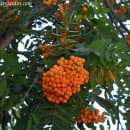 Los Frutos en las plantas