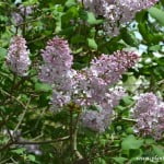 Syringa vulgaris, flores en racimo de cimas, a comienzos de la primavera.