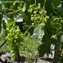 Vitis vinifera-Parra del cardinal-Uva-Vid.