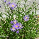 Aster, género de herbáceas y subarbustos