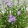 Aster, género de herbáceas y subarbustos