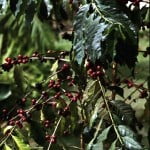 Coffea arabica, detalle de frutos. Foto: Wikipedia