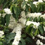flores de Coffea arabica. Foto: Wikipedia