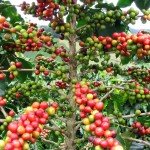 Coffea arabica, detalle de frutos en la planta. Foto: Wikipedia