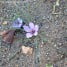 La Flor del Azafrán-Crocus sativus, la rosa del Azafrán
