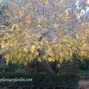 Ficus carica-Higuera-Higo-Breva