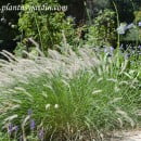 Pennisetum orientale-Lauresa