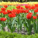 La Floricultura en Argentina