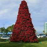 árbol de navidad de Poinsettias. Foto: Wikipedia. árbol de navidad de Poinsettias. Foto: Wikipedia.