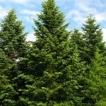 Abies nordmanniana Foto Wikipedia autor: Crusier